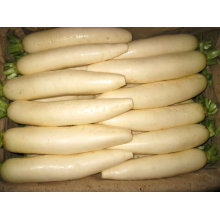 Competitive Price/White Radish